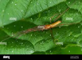Attēlu rezultāti vaicājumam “Tetragnatha montana”