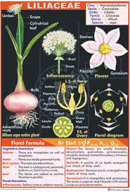 Attēlu rezultāti vaicājumam “Liliaceae”