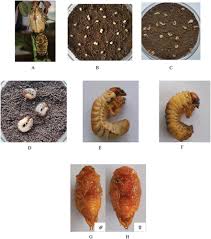 Attēlu rezultāti vaicājumam “Melolontha hippocastani imago”