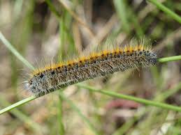 Attēlu rezultāti vaicājumam “Lasiocampa trifolii”