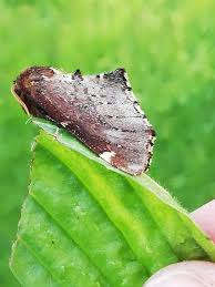 Attēlu rezultāti vaicājumam “Odontosia carmelita”