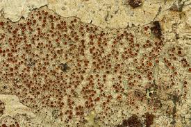 Attēlu rezultāti vaicājumam “Lecanora argentata”