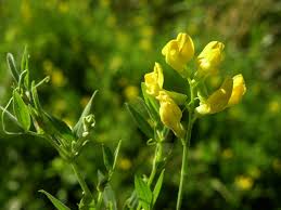 Attēlu rezultāti vaicājumam “Lathyrus pratensis”
