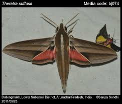 Attēlu rezultāti vaicājumam “Sphingidae”