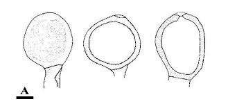 Attēlu rezultāti vaicājumam “Uromyces dactylidis”