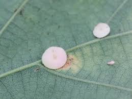 Attēlu rezultāti vaicājumam “Neuroterus albipes”