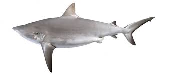 Image result for Carcharhinus amblyrhynchos