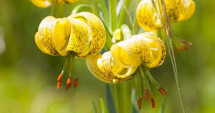 Attēlu rezultāti vaicājumam “Lilium martagon leaf”