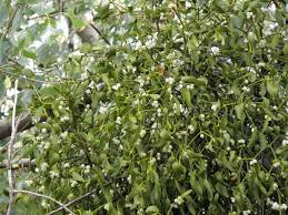 Attēlu rezultāti vaicājumam “Viscum album female flower”