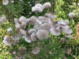 Attēlu rezultāti vaicājumam “Cirsium arvense flower”