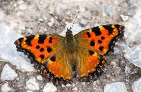Attēlu rezultāti vaicājumam “Aglais urticae underside”