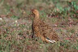 Attēlu rezultāti vaicājumam “Lagopus lagopus female”