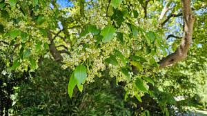 Attēlu rezultāti vaicājumam “Euonymus europaeus leaf”