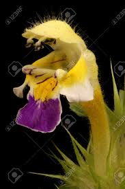 Attēlu rezultāti vaicājumam “Galeopsis speciosa”