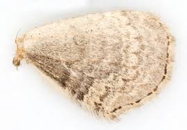 Attēlu rezultāti vaicājumam “Xanthorhoe ferrugata”