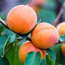 Attēlu rezultāti vaicājumam “Prunus armeniaca”