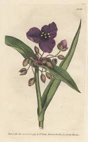 Attēlu rezultāti vaicājumam “Tradescantia virginiana”