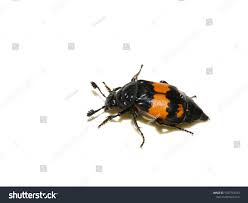 Attēlu rezultāti vaicājumam “Nicrophorus investigator”