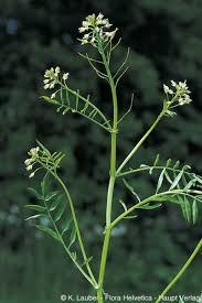 Attēlu rezultāti vaicājumam “Cardamine impatiens”