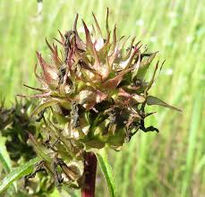 Attēlu rezultāti vaicājumam “Oenothera rubricauli bud”