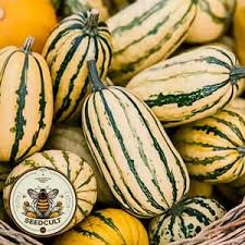 Attēlu rezultāti vaicājumam “Cucurbita pepo fruit”