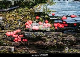 Attēlu rezultāti vaicājumam “Lycogala roseosporum spores”