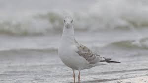 Attēlu rezultāti vaicājumam “Larus ridibundus juvenile”