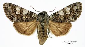 Attēlu rezultāti vaicājumam “Papestra biren”