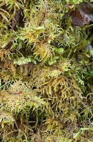 Attēlu rezultāti vaicājumam “Hylocomiastrum umbratum”