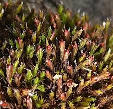 Attēlu rezultāti vaicājumam “Schistidium apocarpum”