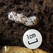 Attēlu rezultāti vaicājumam “Fuligo candida f. persicum spores”