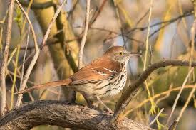 Image result for Toxostoma rufum