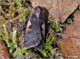 Attēlu rezultāti vaicājumam “Xestia c-nigrum”