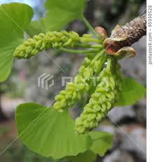 Attēlu rezultāti vaicājumam “Ginkgo biloba male flower”