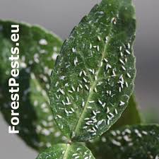 Attēlu rezultāti vaicājumam “Psylla alni nymph”