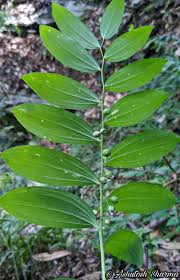 Attēlu rezultāti vaicājumam “Polygonatum multiflorum  fruit”