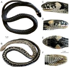 Attēlu rezultāti vaicājumam “Natrix natrix adult”