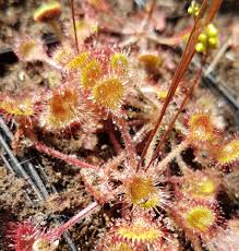 Attēlu rezultāti vaicājumam “Drosera rotundifolia flower”