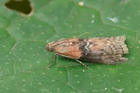 Attēlu rezultāti vaicājumam “Sciota adelphella”