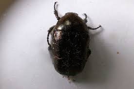 Attēlu rezultāti vaicājumam “Potosia cuprea imago”