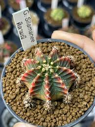 Image result for Gymnocalycium