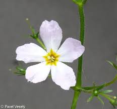 Attēlu rezultāti vaicājumam “Hottonia palustris flower”