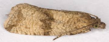 Attēlu rezultāti vaicājumam “Celypha striana”