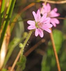 Attēlu rezultāti vaicājumam “xComagaria rosea  flower”