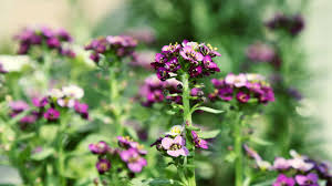 Attēlu rezultāti vaicājumam “Lobularia maritima”