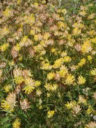 Image result for Anthyllis vulneraria