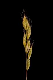 Attēlu rezultāti vaicājumam “Bromus hordeaceus subsp. hordaceus”