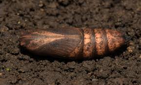 Attēlu rezultāti vaicājumam “Deilephila elpenor larva”