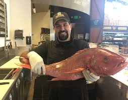 Image result for Lutjanus colorado