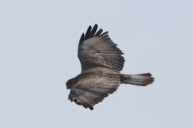 Attēlu rezultāti vaicājumam “Buteo buteo adult”